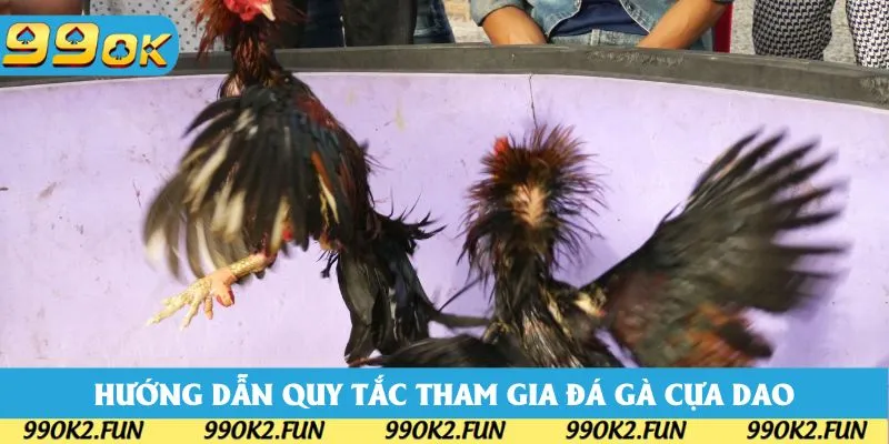 Hướng dẫn các quy tắc chọn giống tham gia đá gà cựa dao Hướng dẫn các quy tắc chọn giống tham gia đá gà cựa dao