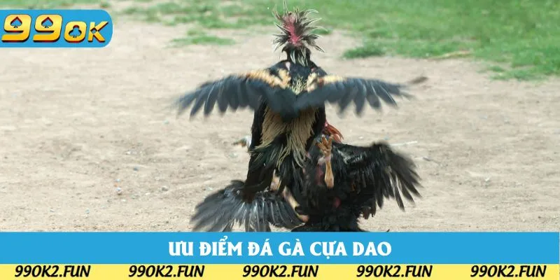 Ưu điểm khi tham gia đá gà cựa dao 99OK Ưu điểm khi tham gia đá gà cựa dao 99OK