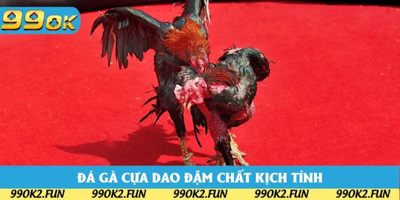 Đá gà cựa dao luôn được săn đón nhờ tính hấp dẫn