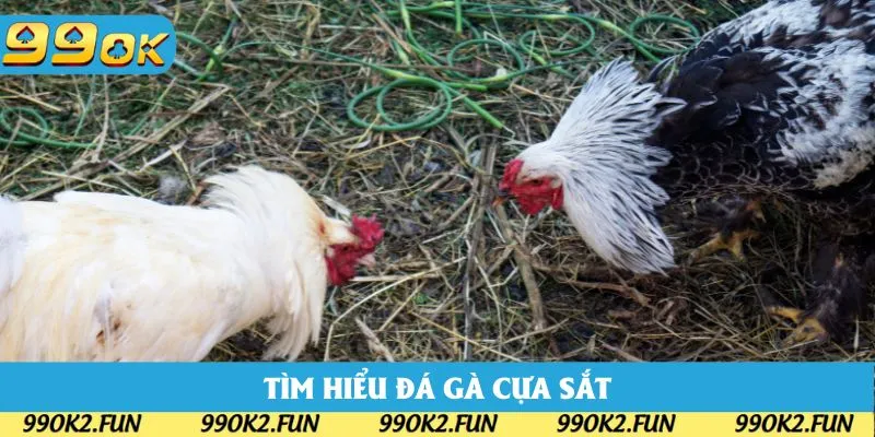 Tìm hiểu sơ lược về hình thức đá gà cựa sắt