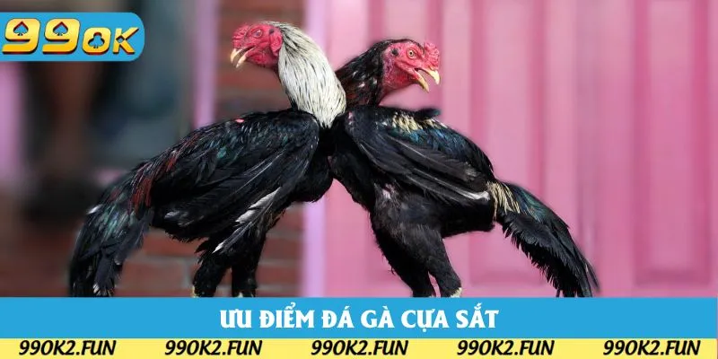 Các ưu điểm chính khi tham gia đá gà cựa sắt 99OK