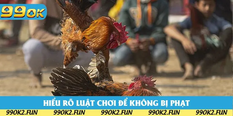 Hiểu rõ luật chơi đá gà để không bị xử phạt 